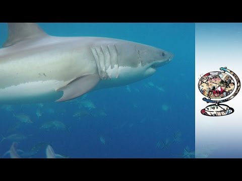 Alarm As Shark Attacks On The Rise In Australia