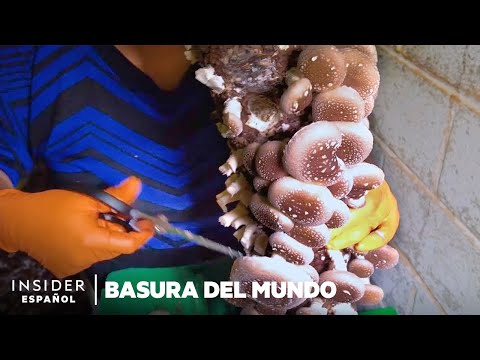 Empresas emergentes usan hongos para luchar contra los residuos | Basura del mundo