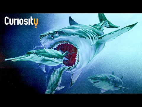 How The Megalodon Reached Its Impressive Size | Breakthrough