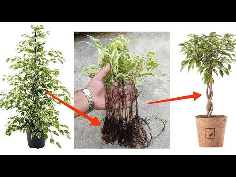 How to grow Ficus Benjamina from cutting from in sand branch very easy / قلمه زدن بنجامین