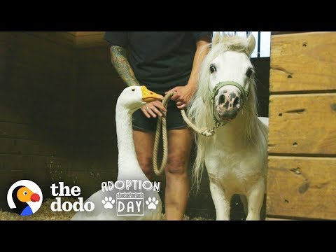 Rescued Goose, Mini Horse Are Inseparable — Watch Them Get Adopted Together | The Dodo Adoption Day