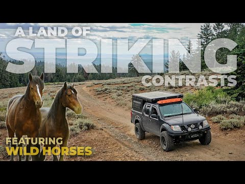 Close encounters with wild horses while solo exploring & camping in Oregon's Ochoco Mountains