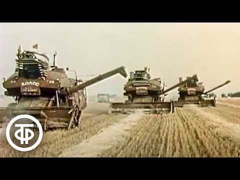 Хлеб легким не бывает. Документальный фильм о методе уборки урожая в Ставропольском крае (1979)