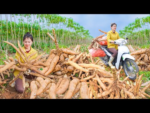 Harvesting Cassava Tubers - Use Motorbike Transporting Cassava to sell - Buy ornamental plants