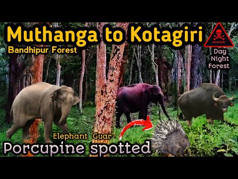 🔥மூன்று மாநிலங்களின் காட்டு வழியில் பகலிலும் இரவிலும் சுற்றும் திரிந்த வனவிலங்குகள்🔥Rare animals🔥