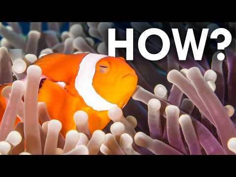 How Do Animals Sleep Underwater?
