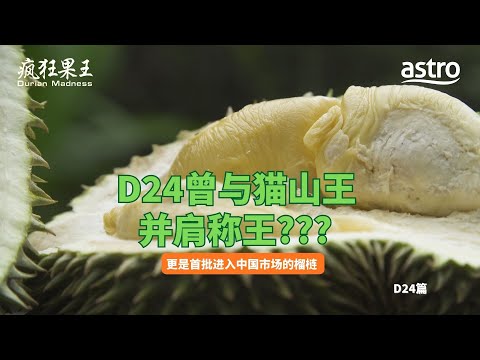 D24曾与猫山王并肩称王，更是首批进入中国市场的榴梿！｜《疯狂果王》 Durian Madness EP4