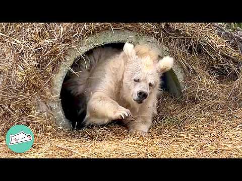 Tiny Bear Spent 25 Years In Circus. Now She's Finally Free | Cuddle Buddies