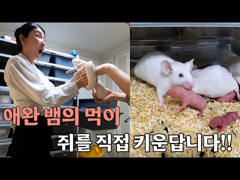 [Vlog] 애완 뱀 키우려고 뱀먹이 쥐를 키우는 쥐 사육장을 다녀왔습니다! 쥐를 판매도 한다고 하네요!!  #쥐사육