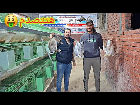 دراسة جدوى ٣ امهات وذكر وارباحهم خلال دوره واحده فقط