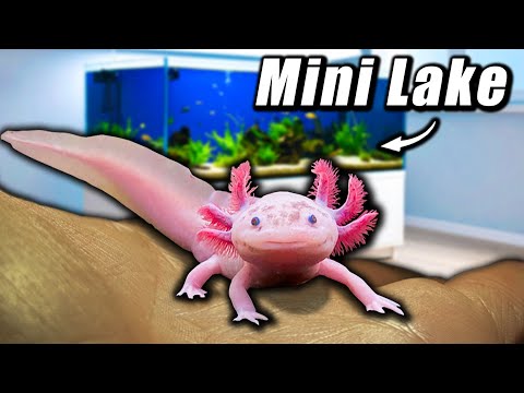 I Built a Tiny Lake for my Pet Axolotl
