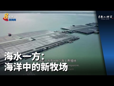 星期二特写 | 海水一方：海洋中的新牧场