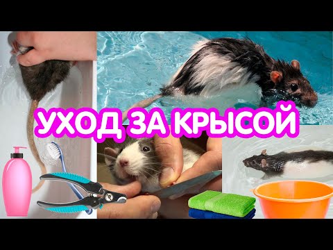 Уход за крысой. Купание крыс, уход за шерстью, ушами, чистка хвоста, стрижка когтей