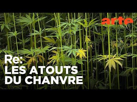 Le chanvre, cette fibre vertueuse | Reportage | ARTE Regards