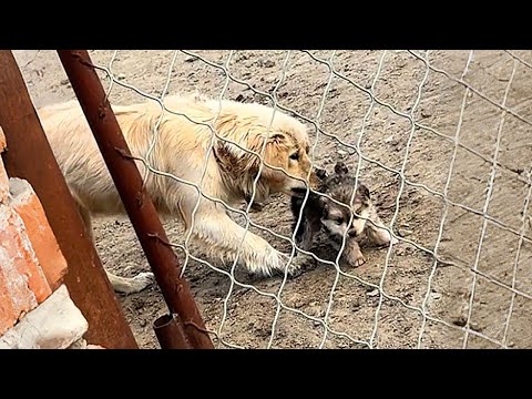 Stray mother dog repeatedly dragged its puppy away,but it fought back: “I don't want to be a stray!”