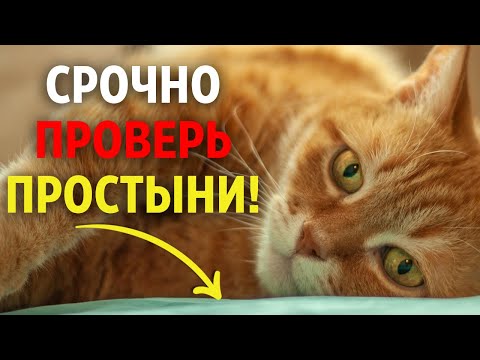 NEVER let your cat into your bed until you watch this video!