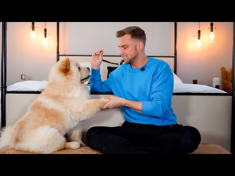 THE TRUTH ABOUT CHOW CHOW'S