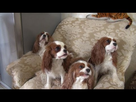 Кавалер Кинг Чарльз спаниель