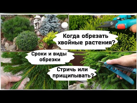 Когда обрезать хвойные растения? Сроки и виды обрезки.