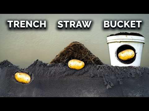 We Grew Potatoes 7 Different Ways, Here's What Happened 🥔