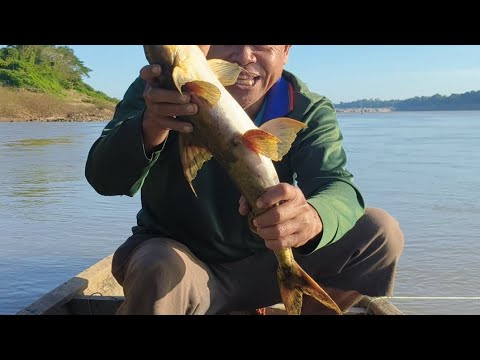  ปลาแข้ใหญ่ติดเบ็ดช่วงหน้าหนาว