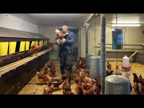 Купили 100 НОВИХ КУРЕЙ за 140 000грн, УКРАЇНЕЦЬ на Фермі у Швейцарії