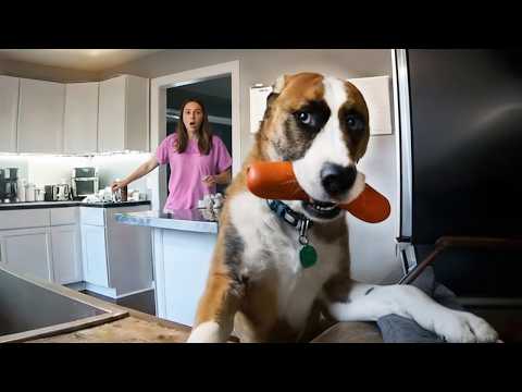 Tier-Diebe auf frischer Tat ertappt 🐾🚨Lustigste Momente