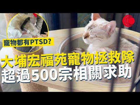 一線搜查｜大埔宏福苑寵物拯救隊 超過500宗相關求助 寵物都有PTSD? 心靈受傷如何識別處理 ｜898集｜有線新聞 黎美萱｜ 中國光大集團呈獻： #一線搜查｜HOYTV 77台
