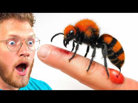 He Got Stung By A Cow Killer Ant!