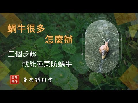 Lots of Snails | Growing Vegetables Without Pesticides [Wu Wei Ying Chuan Tang Natural Farming]