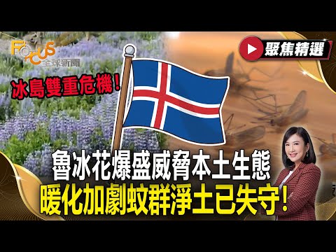 冰島雙重危機！魯冰花爆盛威脅本土生態 暖化加劇蚊群淨土已失守！【#聚焦精選】#冰島 #魯冰花 #蚊子 20251220