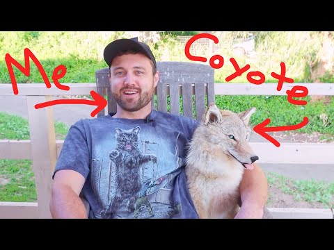 i adopted a coyote