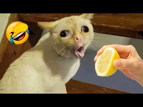 Videos De Risa De Animales 2025 - Perros y Gatos Chistosos - Videos De Animales Graciosos #42