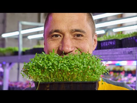 Микрозелень дома выращивание вебинар