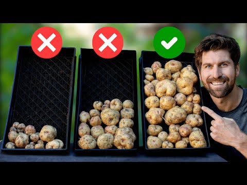 I Tested Chitting My Potatoes (Here's What I Learned)