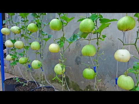 How to grow hanging melon at home for beginners, super sweet and fruity