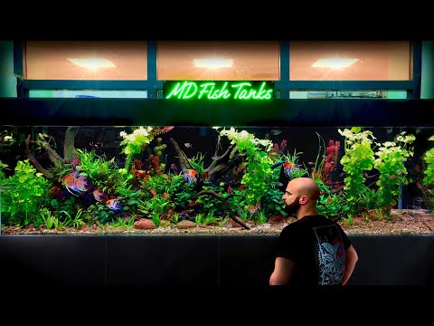 Building 8ft NON CO2 Ecosystem Aquarium: 1000L Angelfish, Keyhole Cichlids, Tetra, Corydoras