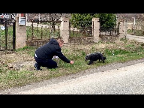 He Was Abandoned to Die, But Now He's the Safest Dog Ever