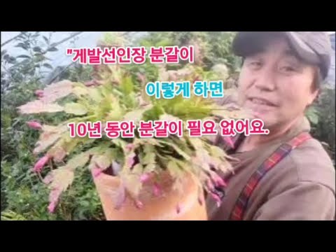 "If you repot your crab cactus like this, you won't need to repot it for 10 years!"