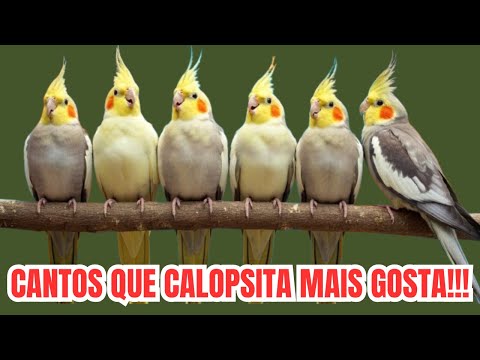 🐤Canto de Calopsita Treinamento 🎶 Ensine a Sua Calopsita Cantar! 🎤 Calopsitas Cantando Muito