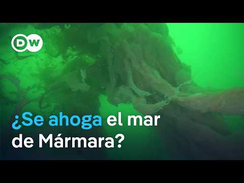 La agonía del mar de Mármara | DW Documental