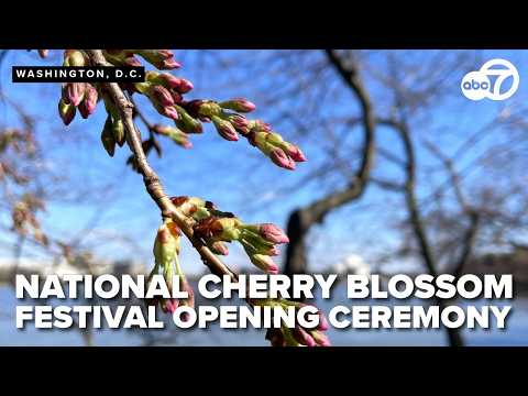 WATCH: Cherry Blossom Opening Festival