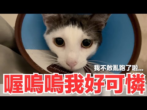 【好味小姐】喔嗚嗚我好可憐！我不敢亂跑了啦...｜好味貓日常171