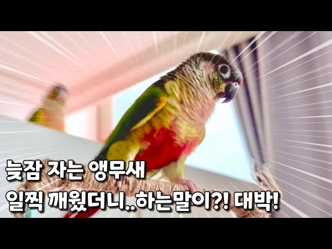 늦잠 자는 앵무새 자꾸 말시켜 깨웠더니 투정부리며 하는말이?대박! #말하는코뉴어앵무#뚱이