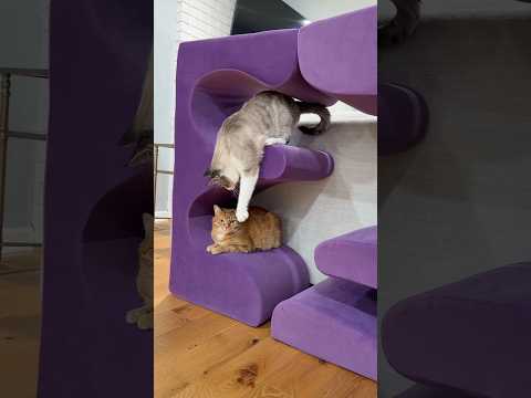 CRAZY CAT LIVING TOWER FROM ETSY