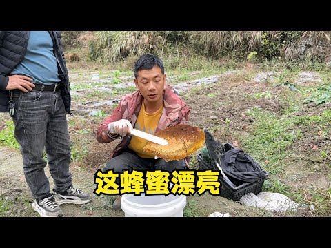 雨锅去山上收蜂蜜，去晚了3窝蜜蜂只收两斤的蜂蜜，还在地里捡了很多百香果
