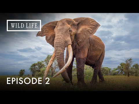 Tracking Zimbabwe’s Hidden Giants | The Last Great Tuskers | Episode 2