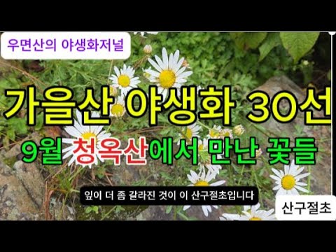 가을산 흔한 야생화 30선, 9월 청옥산에서 만난 꽃들