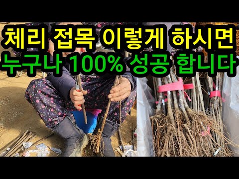 체리&모든과일나무 접목 초보자도 아주쉽게 하는법 이렇게만 하시면 100% 잘살아요