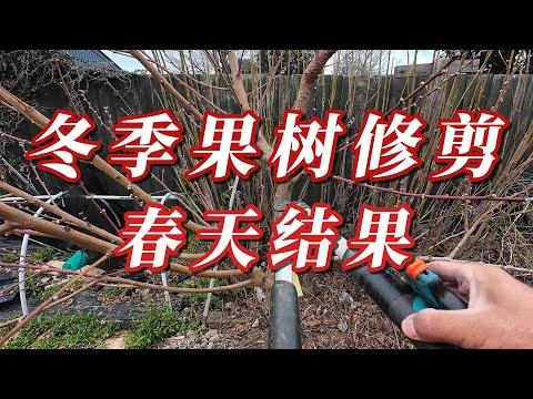 果树冬季修剪后，春天果树 硕果累累